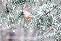 Coniferous branches covered with snow, last autumn leaf, natural winter background Royalty Free Stock Photo