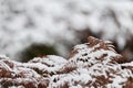 Coniferous branches are covered with snow. Pine branch in the snow crystals close-up on a background of snow in a winter Royalty Free Stock Photo