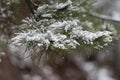 Coniferous branches are covered with snow. Pine branch in the snow crystals close-up on a background of snow in a winter Royalty Free Stock Photo