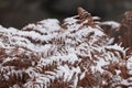 Coniferous branches are covered with snow. Pine branch in the snow crystals close-up on a background of snow in a winter Royalty Free Stock Photo