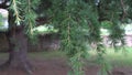 Coniferous branches fluctuate from the wind on a sunny day in the park