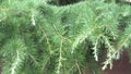 Coniferous branches fluctuate from the wind on a sunny day in the park