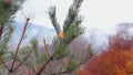 Coniferous branches with water drops in autumn time