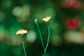 Coniferous buds of a tree Royalty Free Stock Photo