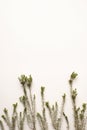 branches of coniferous bush on a white background, space for writing