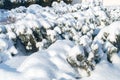 Coniferous bushes covered with snow