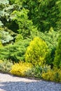 Coniferous bushes in the garden