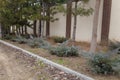 Coniferous bushes or juniper growing outside on stone wall