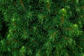 Coniferous bushes, twigs of juniper, green needles texture .