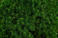 Coniferous bushes, twigs of juniper, green needles texture .