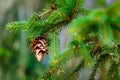 Coniferous cone ripens on green branch macro. Evergreen plant Royalty Free Stock Photo