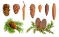 Coniferous cones collection