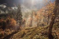 Coniferous and deciduous mountain forest in autumn colors Royalty Free Stock Photo