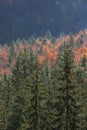 Coniferous and deciduous mountain forest in autumn colors Royalty Free Stock Photo