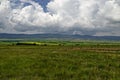 Coniferous and deciduous trees, agricultural fields and fresh meadows with different grass with flowering wild flowers Royalty Free Stock Photo