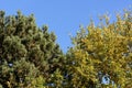 Coniferous and deciduous trees in the autumn. Two different kinds of trees under the blue sky