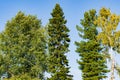 Coniferous and deciduous trees, birch, aspen, pine, spruce against the blue sky Royalty Free Stock Photo