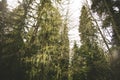 Coniferous deep Forest Landscape moody weather