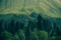 Coniferous deep Forest in Mountains Caucasus Royalty Free Stock Photo