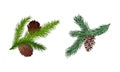 Coniferous Evergreen Tree Branch with Hanging Strobile and Needles Vector Set