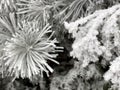 Coniferous fir tree with branches and sharp needles covered by snow