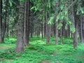 Coniferous Forest