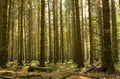 Coniferous forest Royalty Free Stock Photo