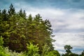 Coniferous forest against the sky