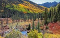 Coniferous forest in San Juan mountains near Ophir, Colorado