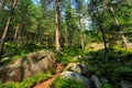 Coniferous forest in the Carpathian mountains, nobody, path stones