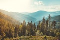 Coniferous forest on the Carpathians background. Royalty Free Stock Photo