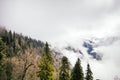 Coniferous Forest with cloudy Mountains Royalty Free Stock Photo