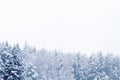 Coniferous forest covered with snow landscape backdrop. Winter season wild nature scenery. Snowy weather. Downfall in spruce