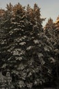 Coniferous trees in the snow Royalty Free Stock Photo
