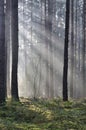 Coniferous forest at dawn