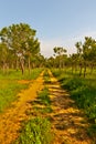 Coniferous Forest Royalty Free Stock Photo