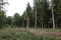Coniferous forest. Felled area in a coniferous forest