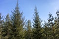 Coniferous forest of fir and pine trees close up. Blue sky as background. Wood landscape. Royalty Free Stock Photo
