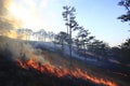 Coniferous forest in fire Royalty Free Stock Photo