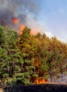 Coniferous forest in fire