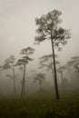 Coniferous forest in fog Royalty Free Stock Photo