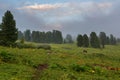 Coniferous forest in the fog on the slope of mountains. Altai Krai.