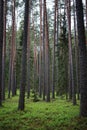 Coniferous forest with a green carpet of grass on a rainy summer day