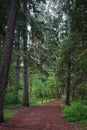 Coniferous forest with a green carpet of grass on a rainy summer day