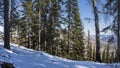 Coniferous forest grows on a snow-covered hillside Royalty Free Stock Photo