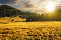 coniferous forest on the hill and meadow at sunset Royalty Free Stock Photo