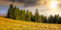 Coniferous forest on the hill at sunset Royalty Free Stock Photo