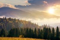 Coniferous forest on the hill at sunset Royalty Free Stock Photo