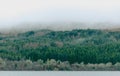 Coniferous forest at hillside covered with fog Royalty Free Stock Photo