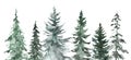 Pine forest graphics. Watercolor evergreen trees illustration, isolated on white background. Hand-painted natural landscape Royalty Free Stock Photo